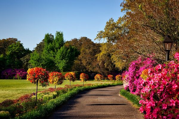 Pixabay באתר PEXELS GARDEN