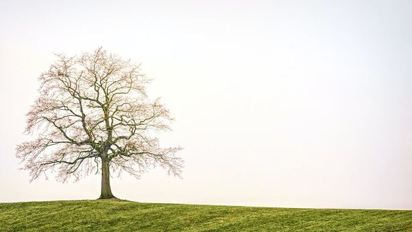 Johannes Plenio באתר PEXELS TREE